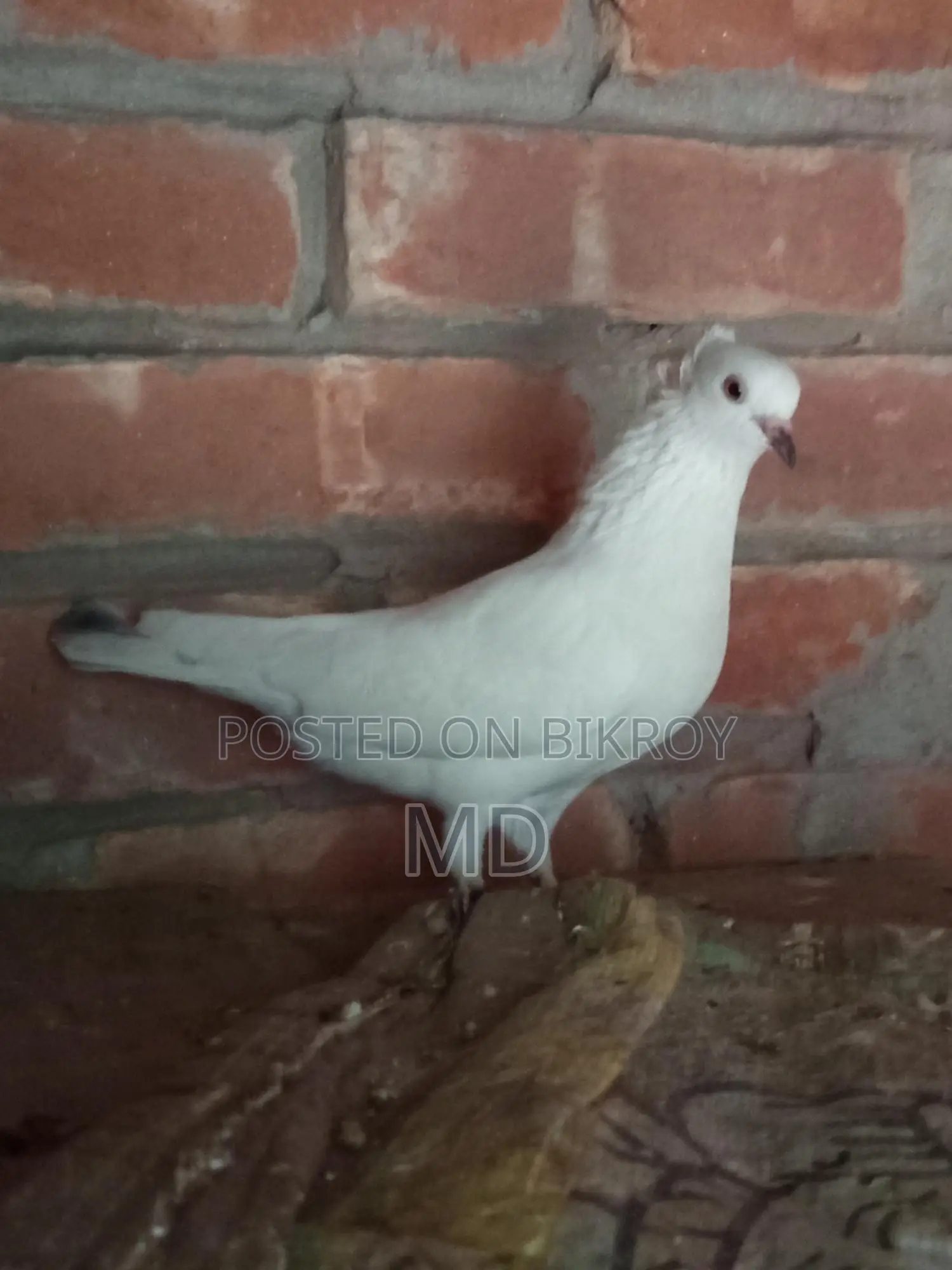 Giribaz Banja Pigeon