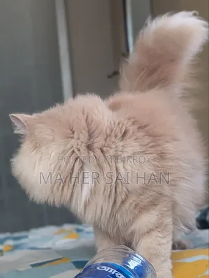 6-12 Months Male Purebred Persian