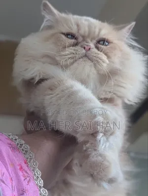6-12 Months Male Purebred Persian