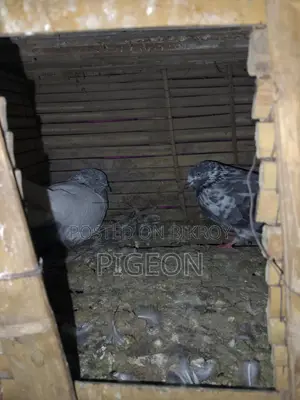 Foreign Pigeon