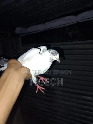 বিদেশি কবুতর