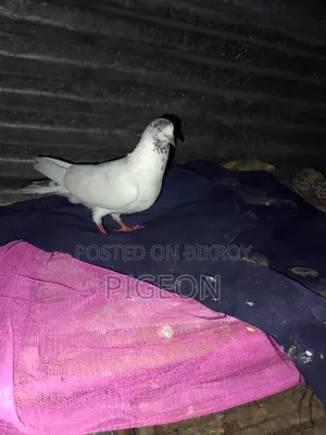 বিদেশি কবুতর