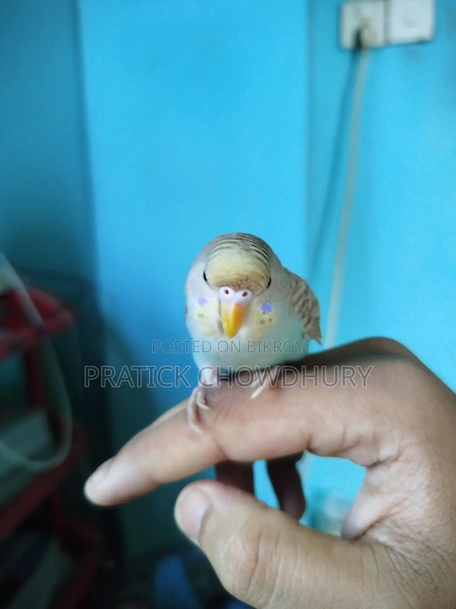 Tame Budgie Bird