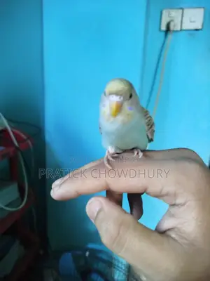 Tame Budgie Bird