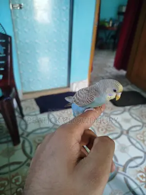 Tame Budgie Bird