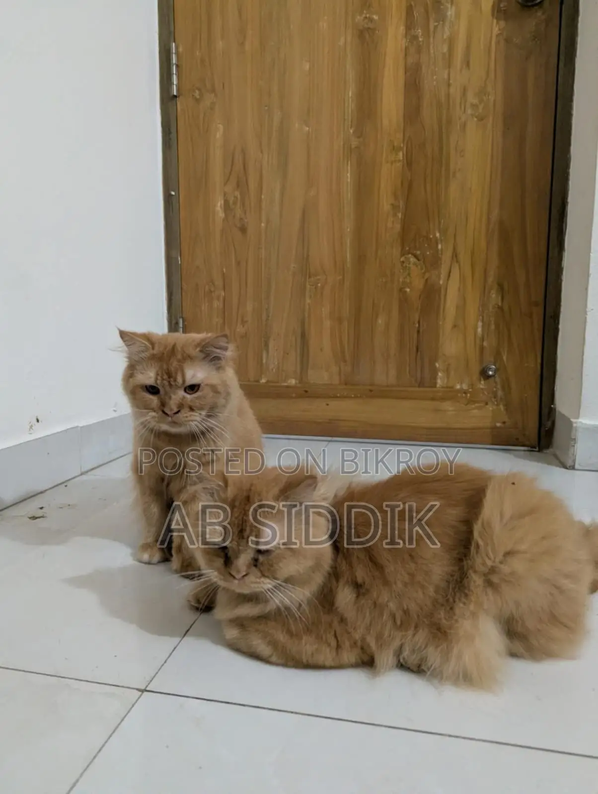 6-12 Months Male Purebred Persian