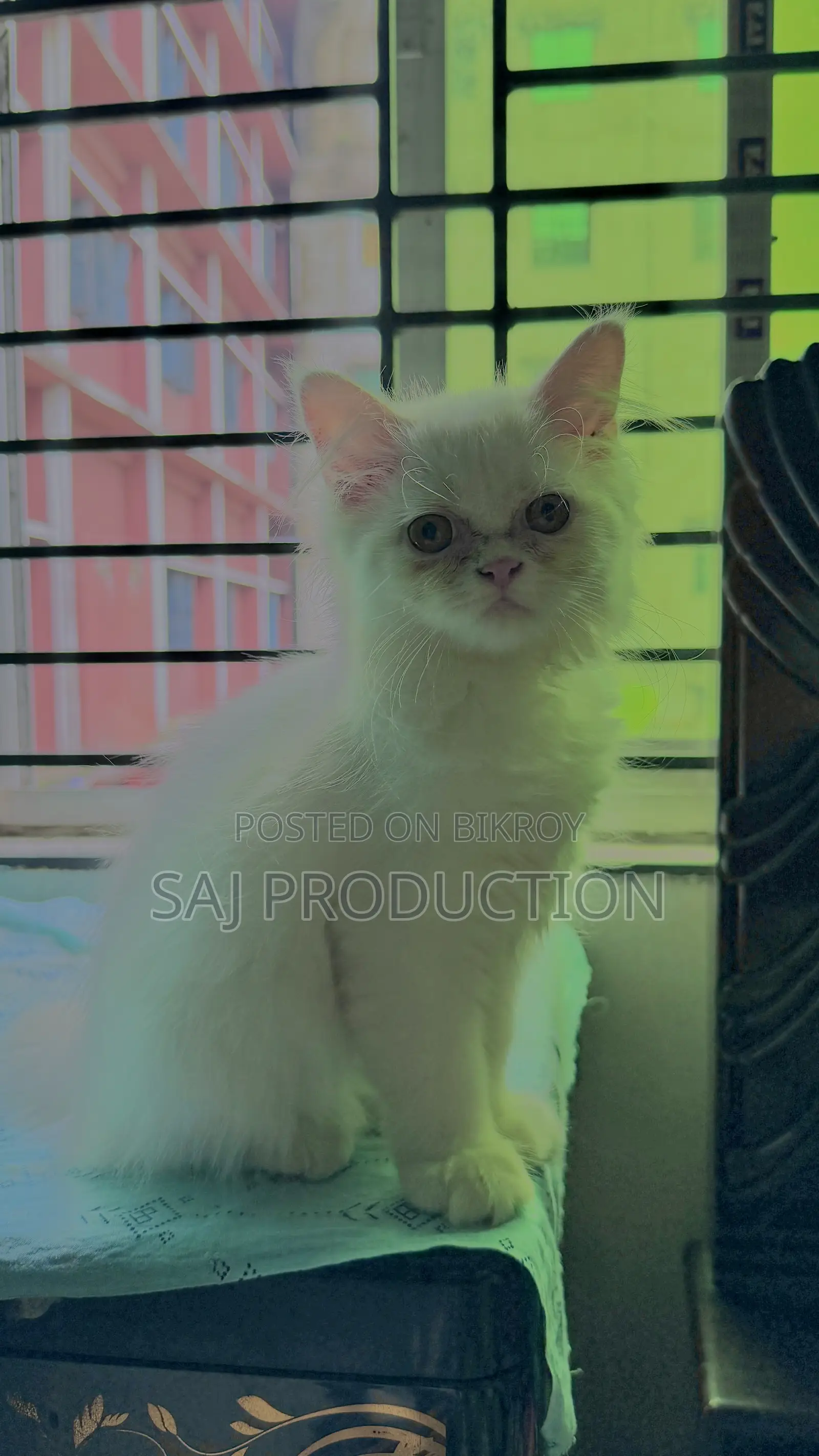 1-3 Months Female Purebred Persian