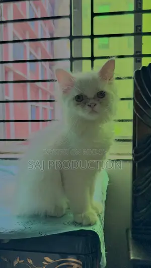 1-3 Months Female Purebred Persian