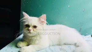 1-3 Months Female Purebred Persian