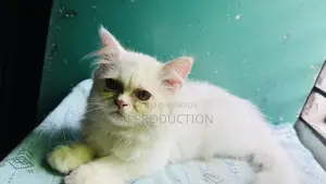 1-3 Months Female Purebred Persian