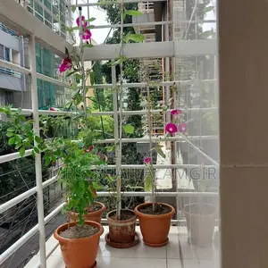 মর্নিং গ্লোরি এবং অপরাজিতা ফুলের বীজ বিক্রি