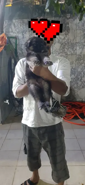 ১-৩ মাস বয়সী পুরুষ পিওরব্রেড জার্মান শেফার্ড