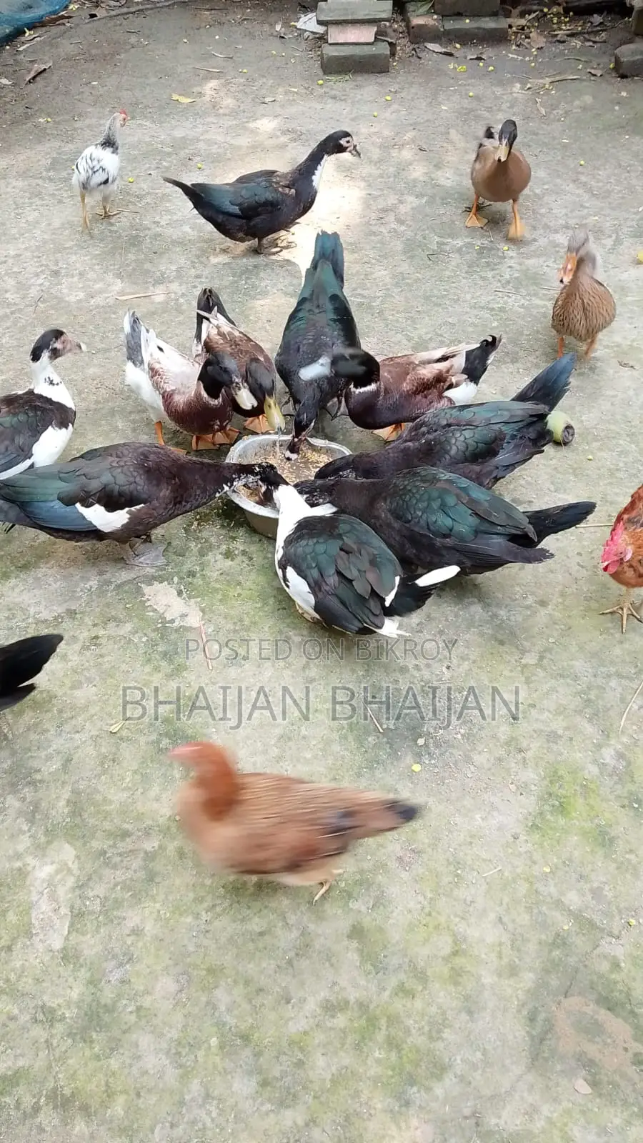 Chinese Duck for Sale (09 pieces, laying eggs)