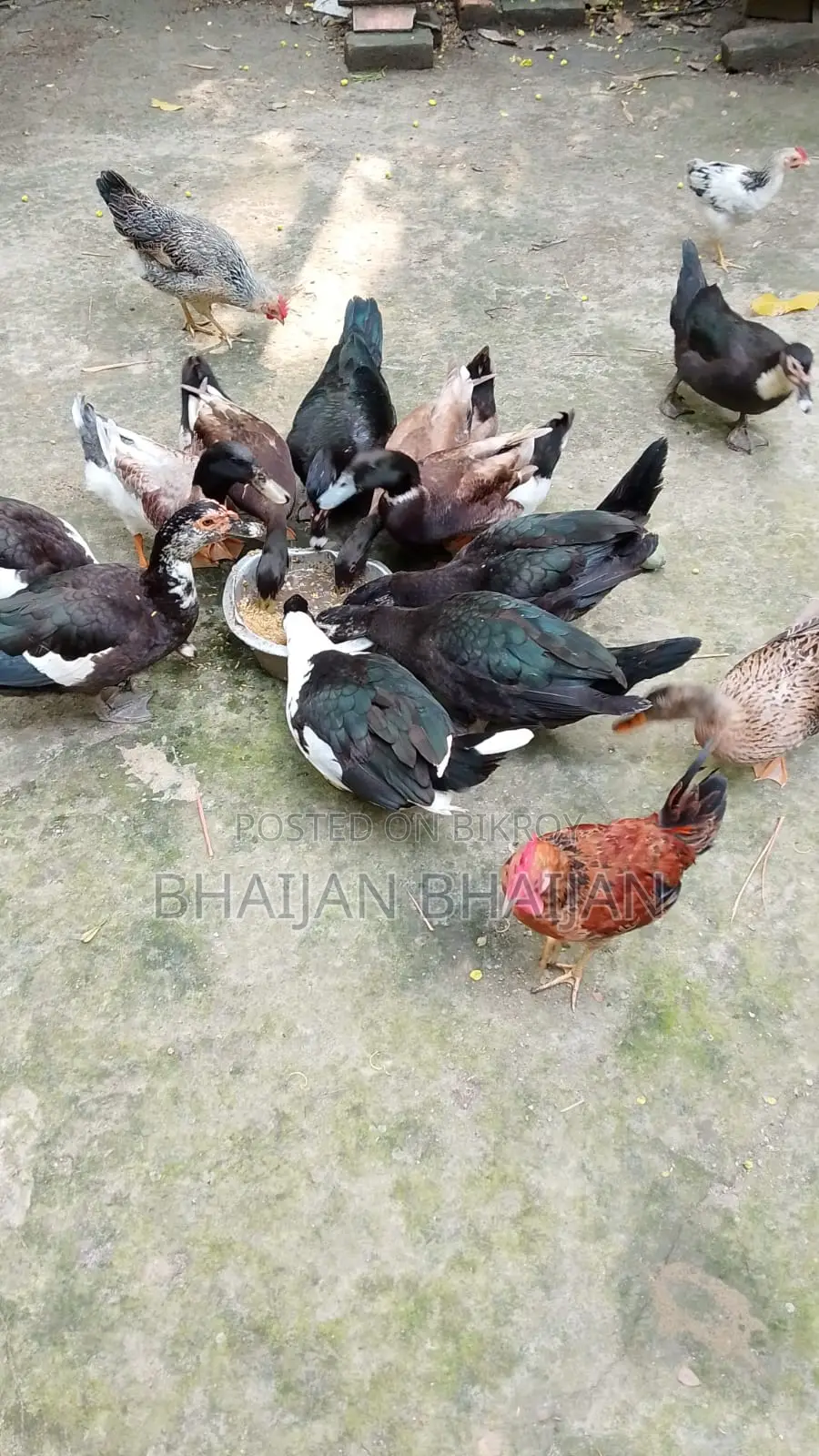 Chinese Duck for Sale (09 pieces, laying eggs)