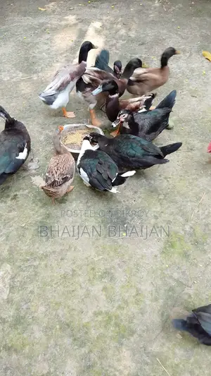 Chinese Duck for Sale (09 pieces, laying eggs)