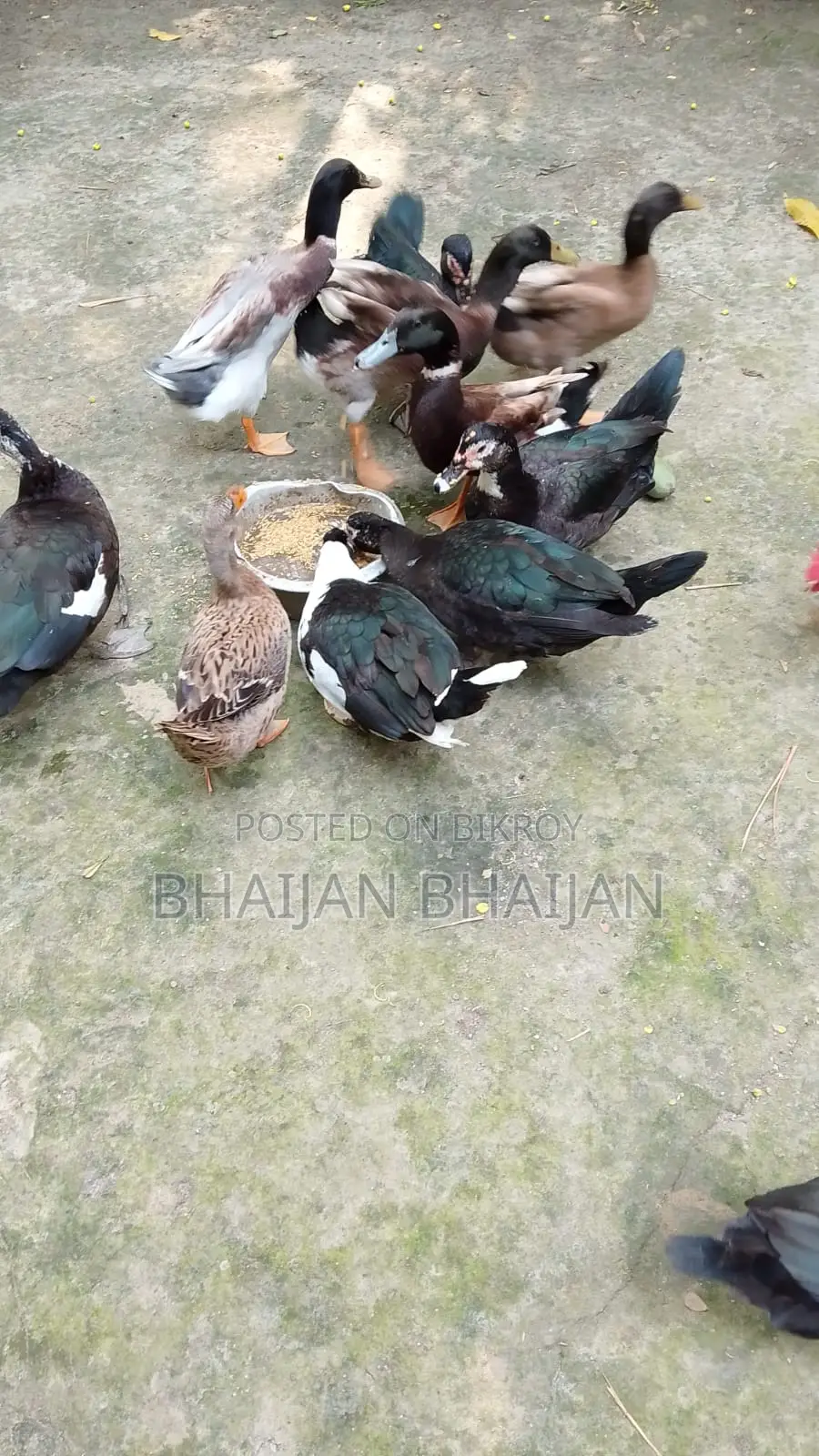 Chinese Duck for Sale (09 pieces, laying eggs)