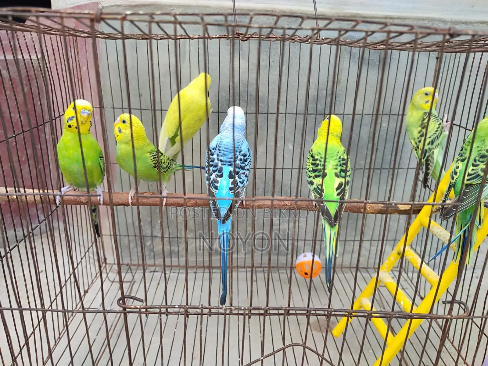 Budgie