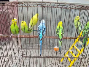 Budgie