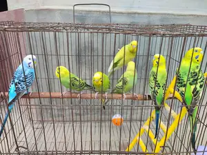 Budgie