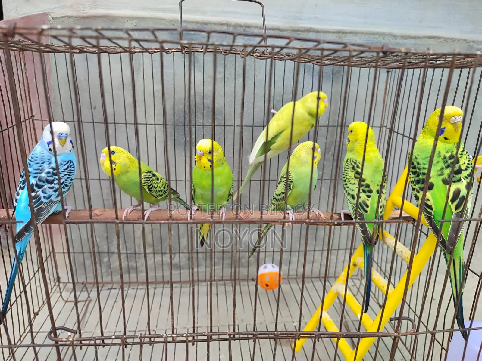 Budgie