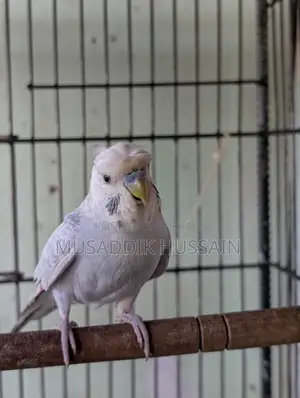 Budgerigar Male