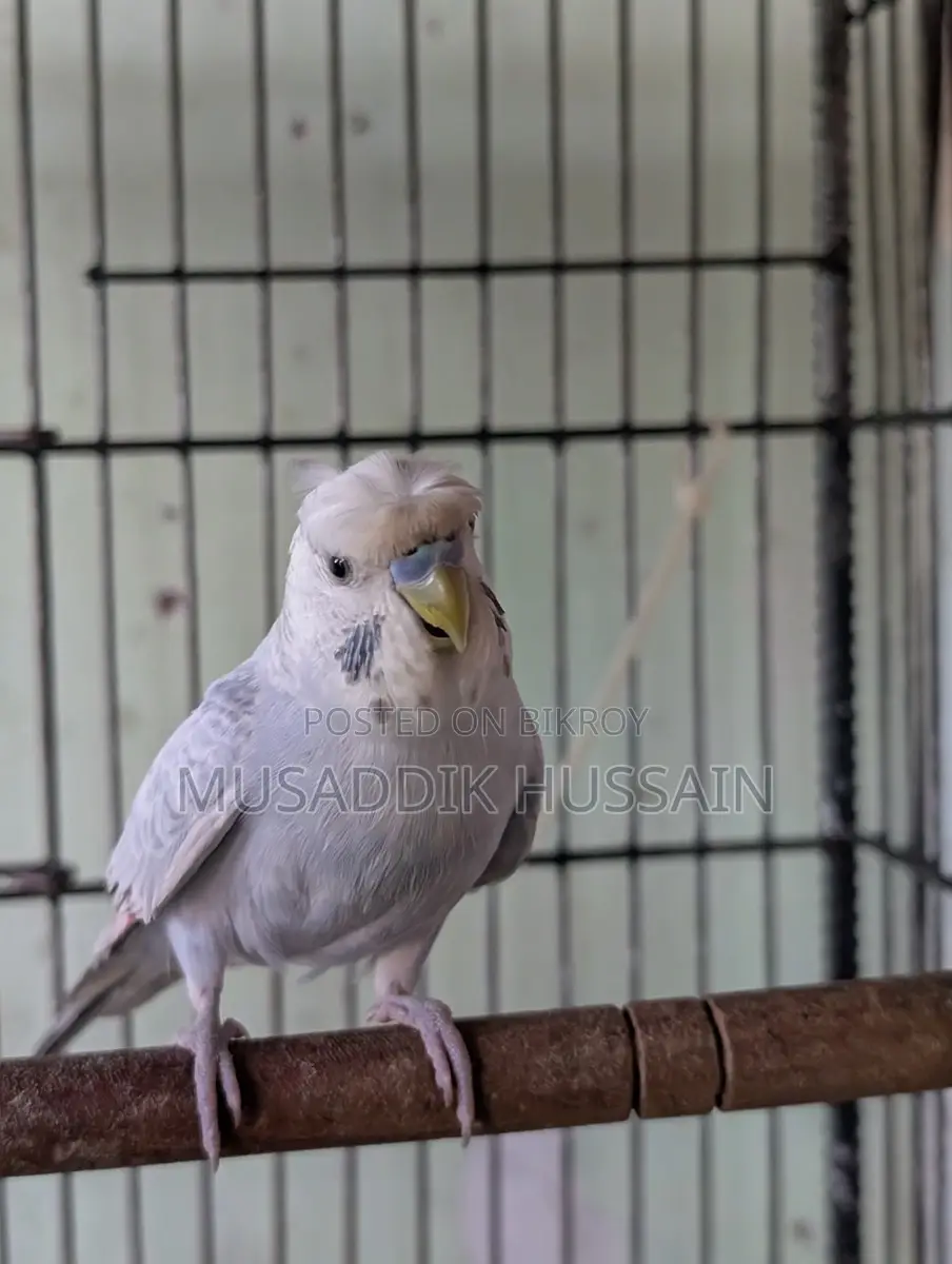 Budgerigar Male