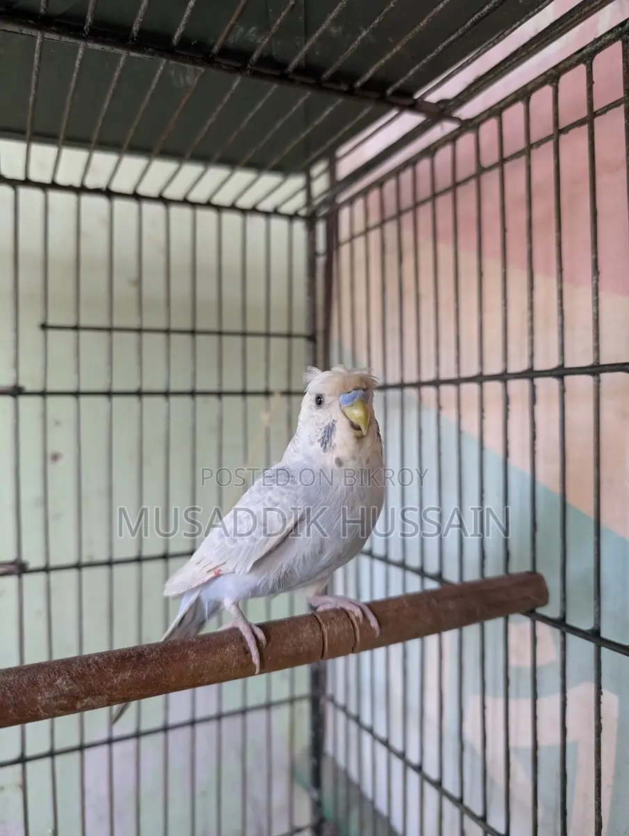Budgerigar Male