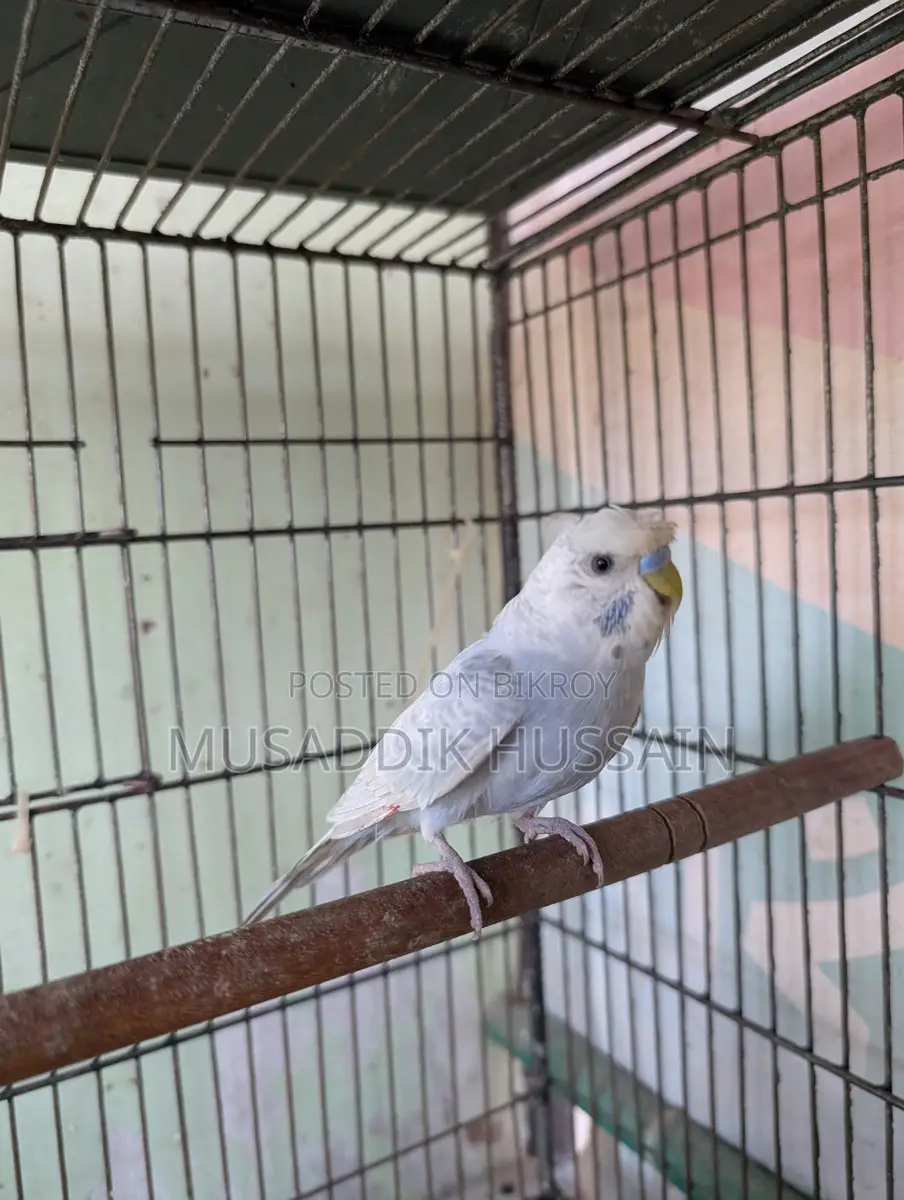 Budgerigar Male