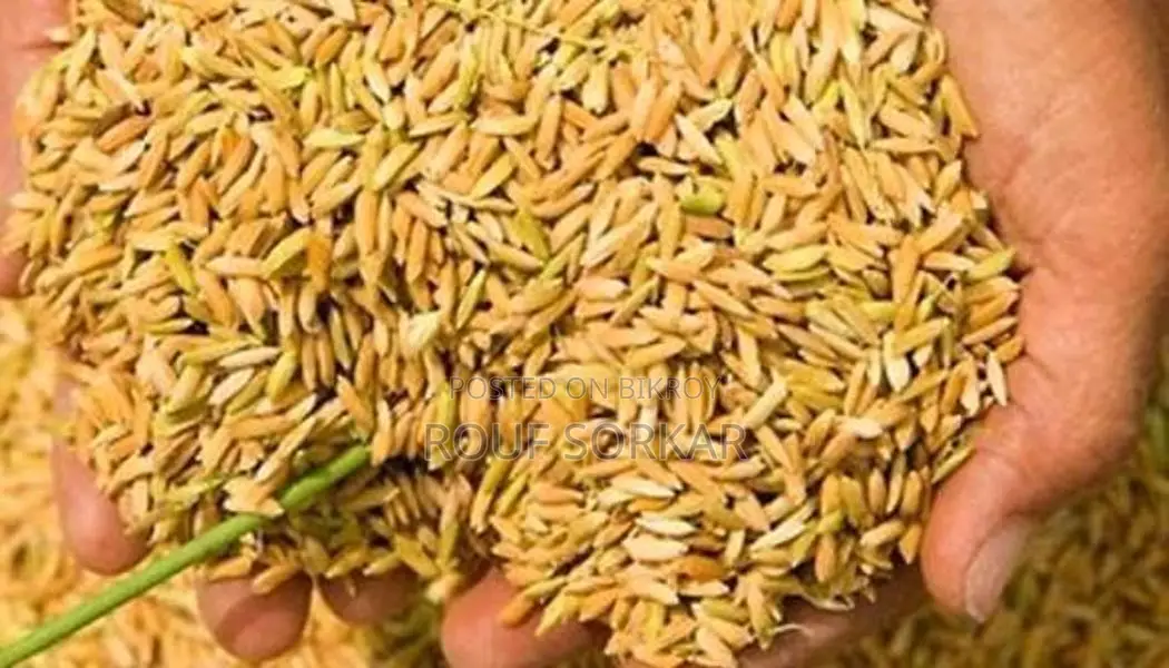 ধান বিক্রি হবে