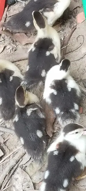 চিনা হাস