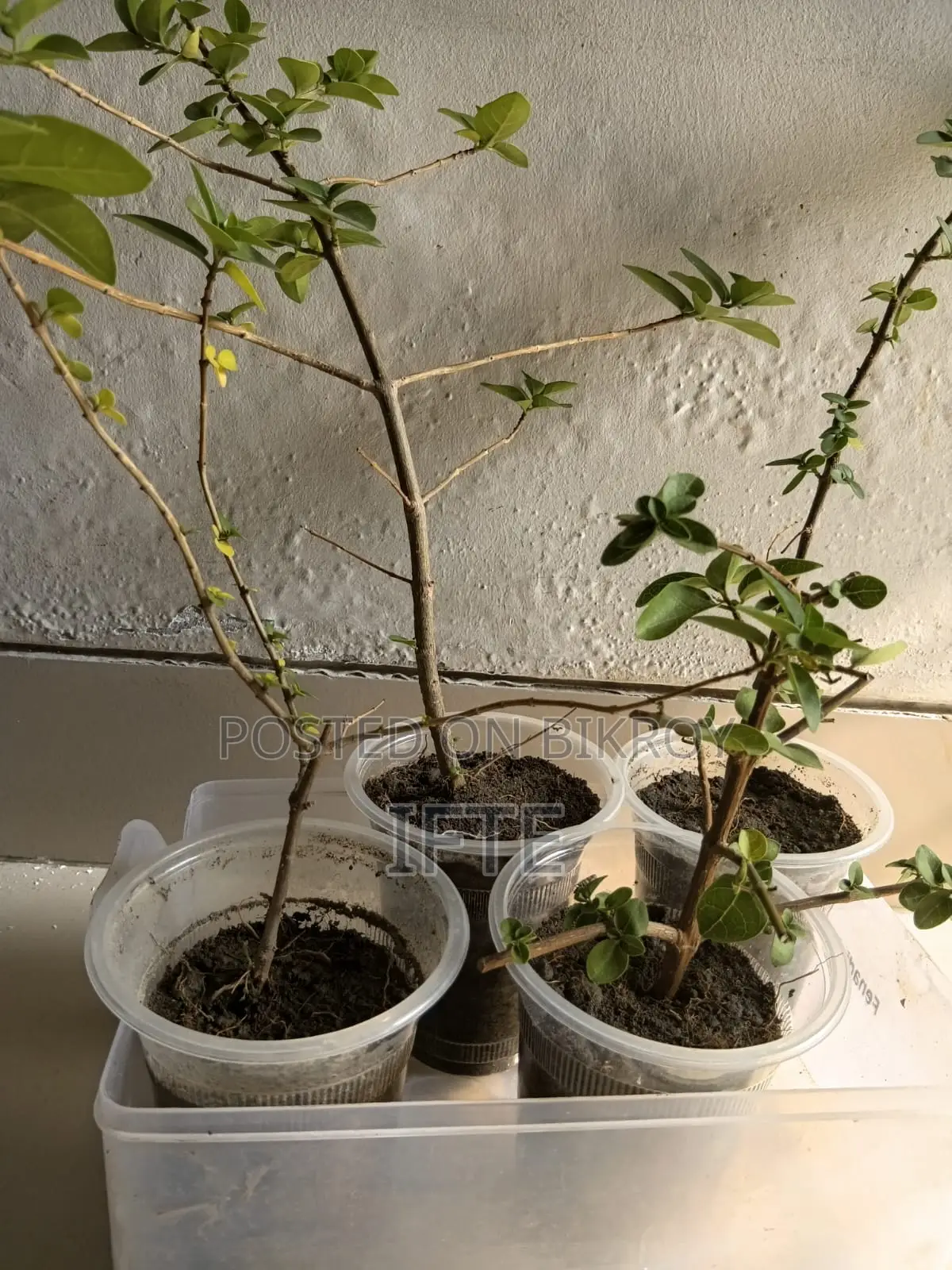 Bonsai Material Premna