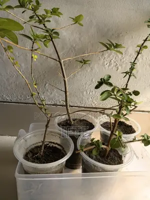 Bonsai Material Premna