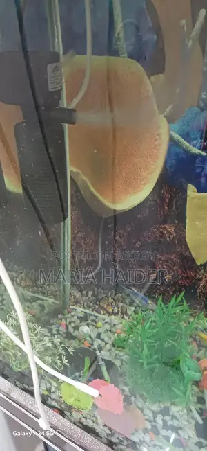 Big Size Fish Aquarium