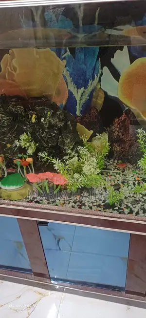 Big Size Fish Aquarium