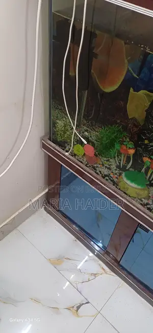 Big Size Fish Aquarium