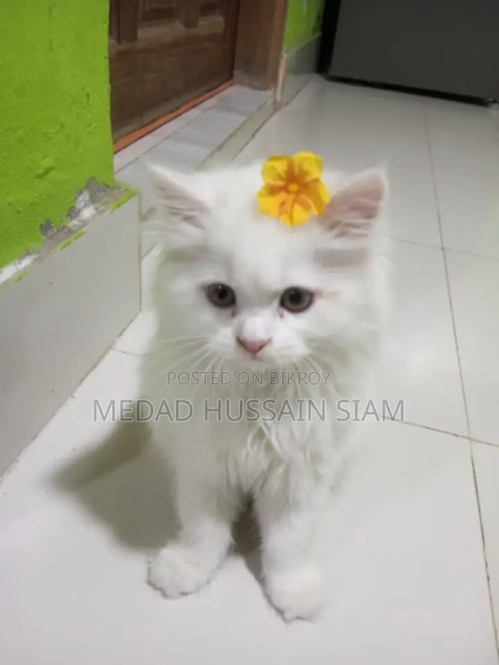 Persian Cat