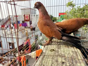 Running Chila master pair