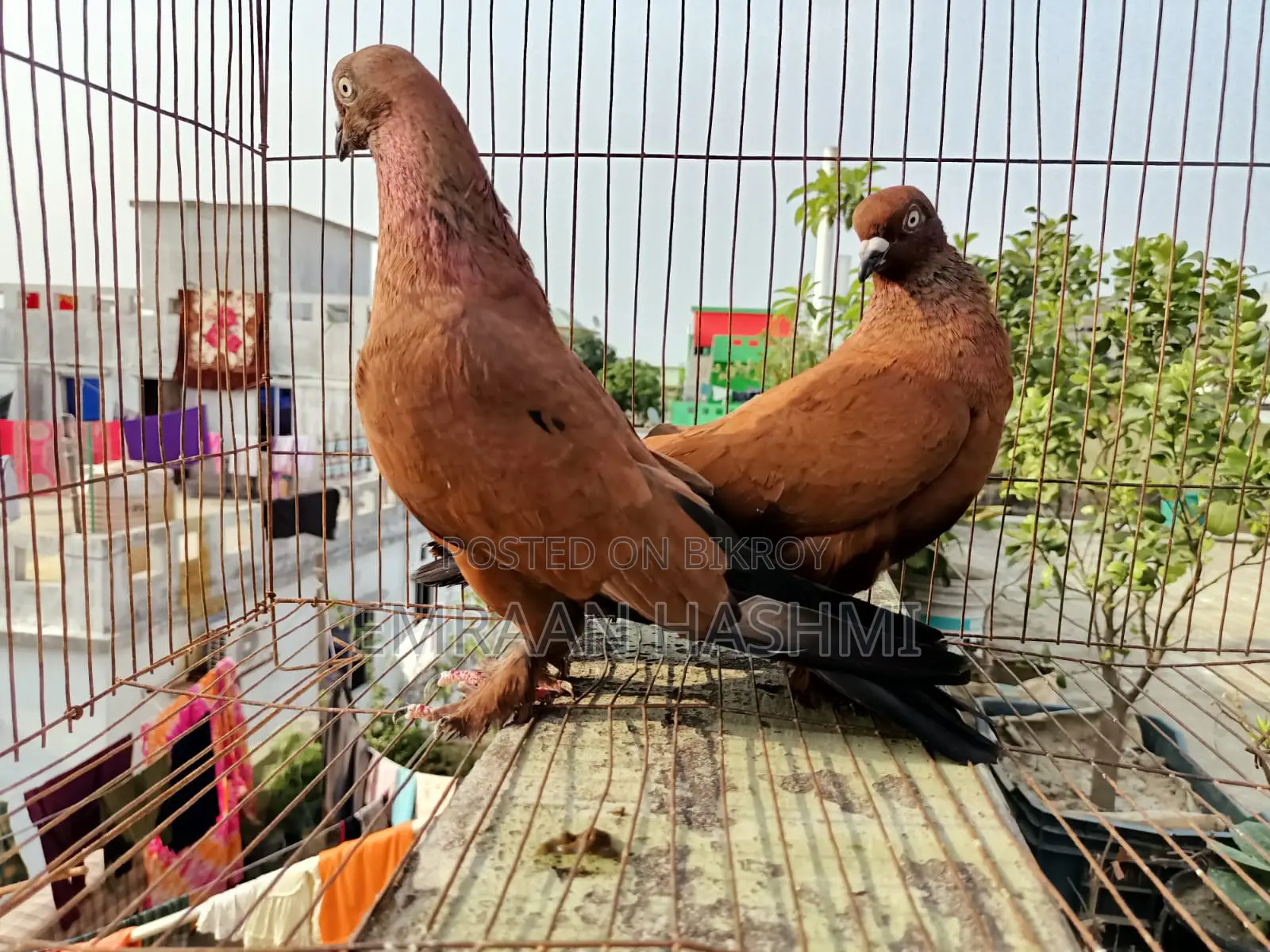 Running Chila master pair