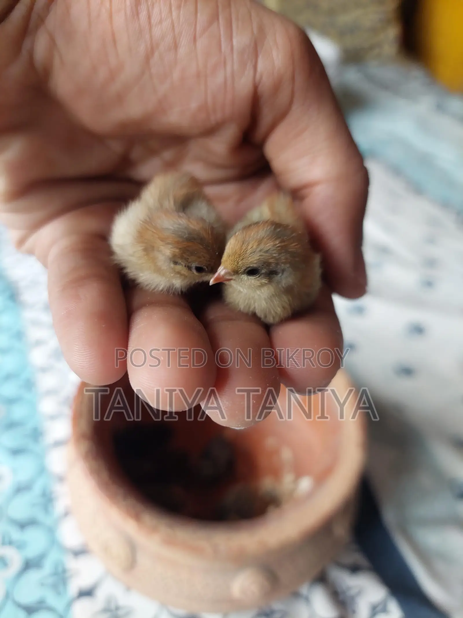 King Quail Chicks
