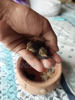 King Quail Chicks