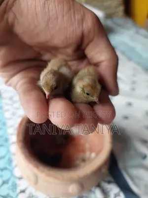 King Quail Chicks