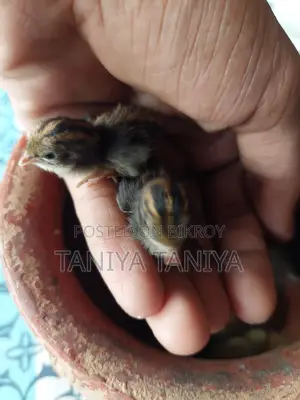 King Quail Chicks