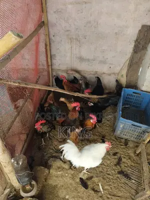 অরিজিনাল দেশি মোরগ