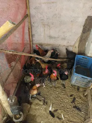 অরিজিনাল দেশি মোরগ