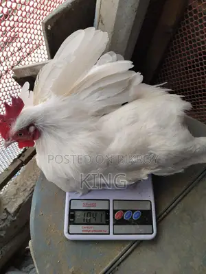 অরিজিনাল দেশি মোরগ