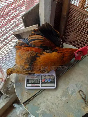 অরিজিনাল দেশি মোরগ