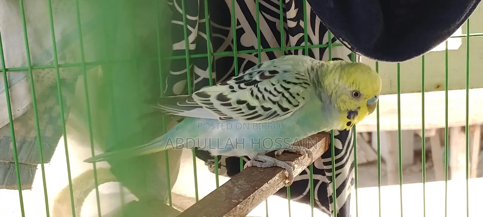 বাজরিগার পাখি ছেলে
