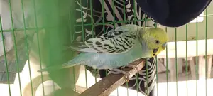 বাজরিগার পাখি ছেলে