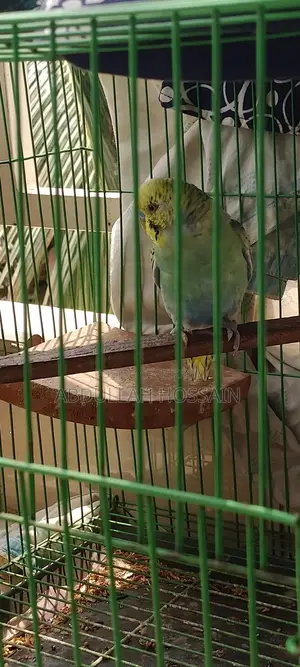 বাজরিগার পাখি ছেলে