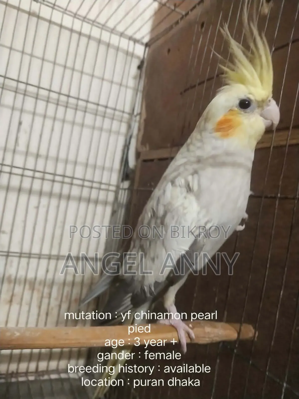 Cockatiel Birds